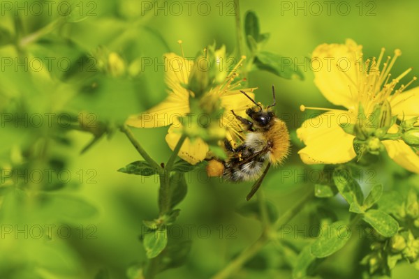Honey bee (Apis) sitting on a yellow flower of Common St John's wort (Hypericum perforatum) in a