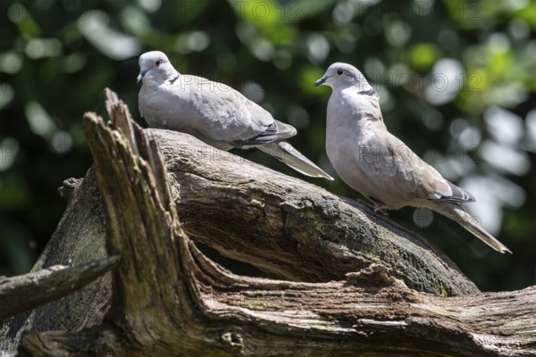 Eurasian collared doves (Streptopelia decaocto), Emsland, Lower Saxony, Germany, Europe
