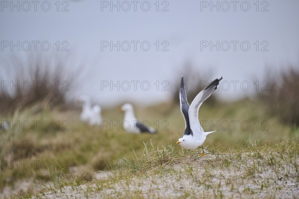 Yellow-legged gull (Larus michahellis) starts flying from the grass at sunset, Düne, Helgoland,