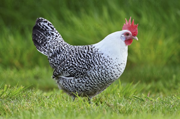 East Frisian Gull standing in a meadow, chicken breed with good utilisation characteristics, Texel,