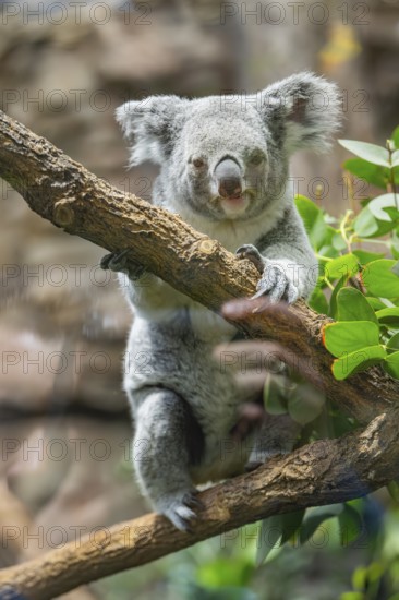 Koala (Phascolarctos cinereus) sitting on a tree, captive, distribution South Australia, Australia,