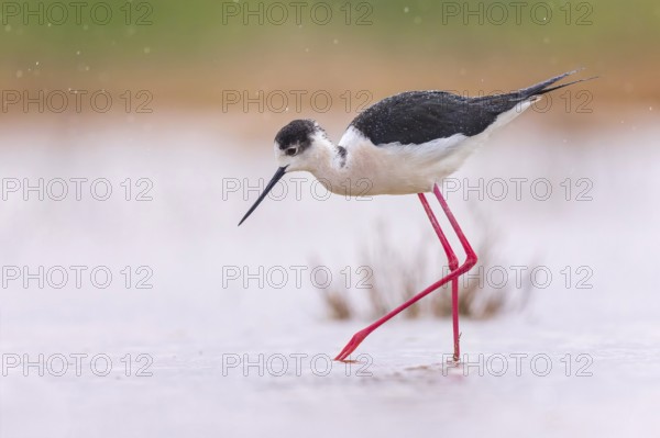 Black-winged Stilt (Himantopus himantopus) Family of Avocets, female, searching for food in the