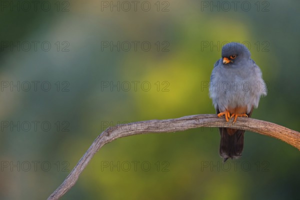 Red-footed Falcon, (Falco vespertinu), perching station, falcon family, Tower Hide, Tiszaalpár,