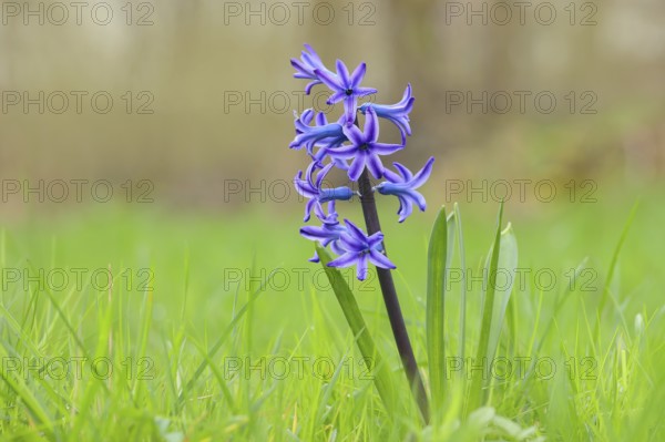 Blue garden hyacinth (Hyacinthus), flowering in a meadow, inflorescence, Siegerland, North