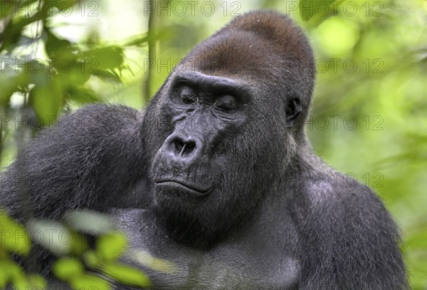 Western lowland gorilla (Gorilla gorilla gorilla) with closed eyes, male, silverback, Baï-Hokou,