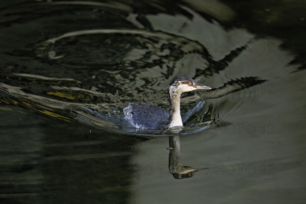 Slavonian grebe (Podiceps auritus), adult, in a white plumage, winter plumage, swimming in Lake