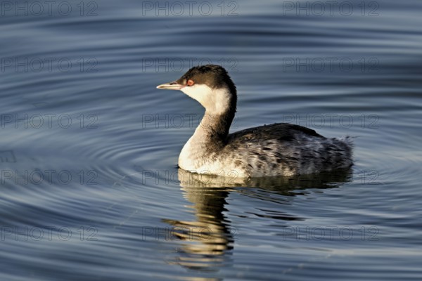 Slavonian grebe (Podiceps auritus), adult, in a white plumage, winter plumage, swimming in Lake