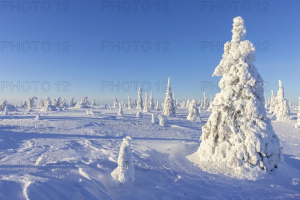 Tykky forest, snow covered spruce trees on the taiga in winter, Riisitunturi National Park in