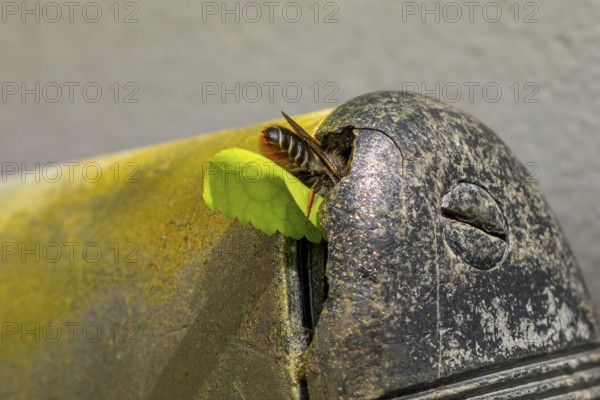 Close-up of a leafcutter bee (Megachile) crawling with a leaf into an old, rusty metal object,