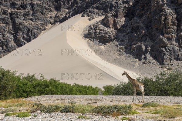 Angola giraffe (Giraffa camelopardalis angolensis) in front of a dune, Hoanib dry river, Kaokoveld,