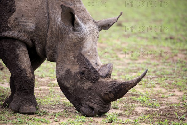 White rhino, white rhino (Ceratotherium simum), adult portrait feeding, Hluhluwe Umfolozi National