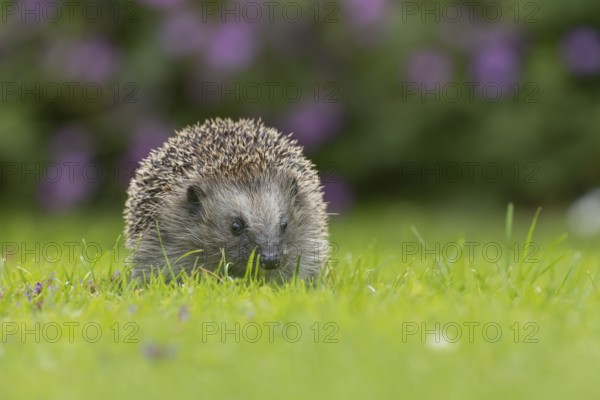 European hedgehog (Erinaceus europaeus) adult animal on an urban garden grass lawn, England, United