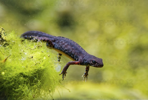 Alpine newt (Ichthyosaura alpestris), True salamander, tailed amphibian, captive, distribution in