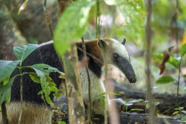 Northern tamandua (Tamandua mexicana), adult, foraging in the rainforest, view into the Makera,