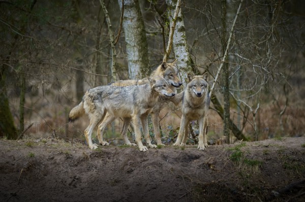 Three gray wolves (Canis Lupus), standing in the winter forest in front of birch trees and looking