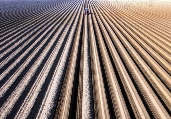 An aerial photo shows a tractor in a large asparagus field. Preparations for the asparagus season.
