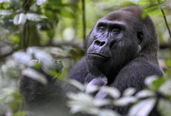 Western lowland gorilla (Gorilla gorilla gorilla), male, silverback, Baï-Hokou, Dzanga-Ndoki