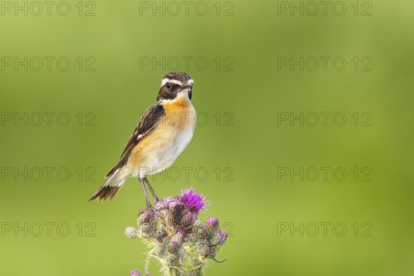 Whinchat (Saxicola rubetra), male standing on marsh thistle (Cirsium palustre), songbirds, animals,