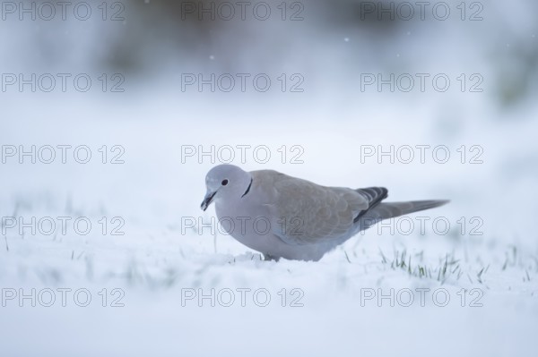 Eurasian collard dove Streptopelia decaocto adult bird feeding on a snow covered garden lawn in