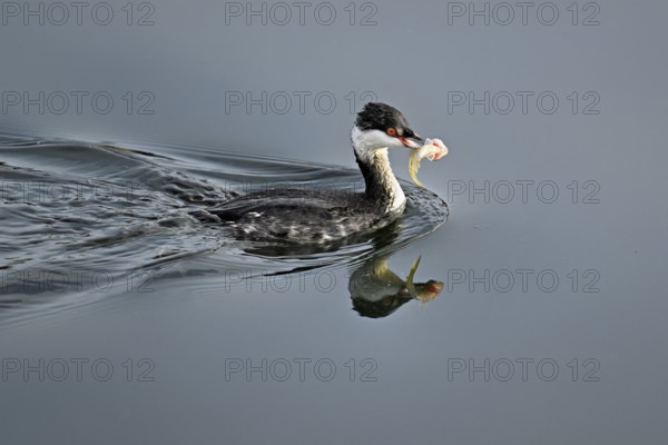 Slavonian grebe (Podiceps auritus), adult, in a white plumage, winter plumage, swimming with a fish