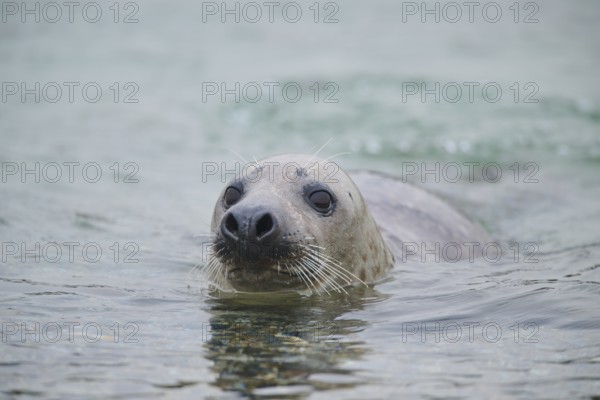 Grey seal (Halichoerus grypus) looking out of the water while swimming in the sea, Düne, Helgoland,