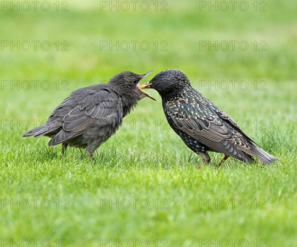 Starling (Sturnus vulgaris), adult bird feeding a young bird on a lawn in the garden, Lower Saxony,