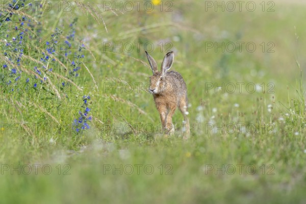 European hare (Lepus europaeus) Brown hare in motion hopping in a meadow. Kaiserstuhl, Freiburg im