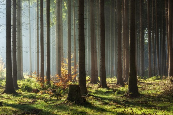 Spruce forest in autumn with fog, sun shining through the tree trunks, beech with autumn leaves,
