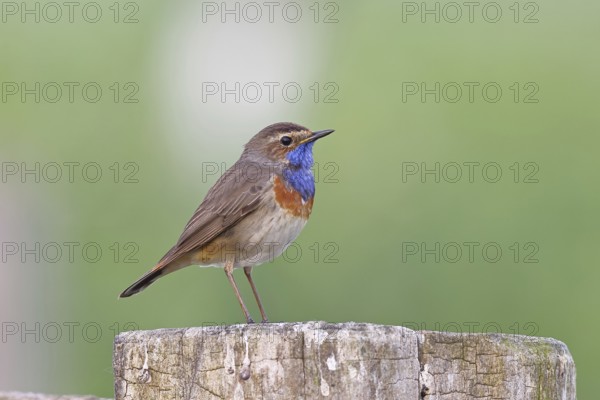 Bluethroat (Luscinia svecica cyanecula), male, on a pasture fence post, wildlife, Lembruch, Ochsen