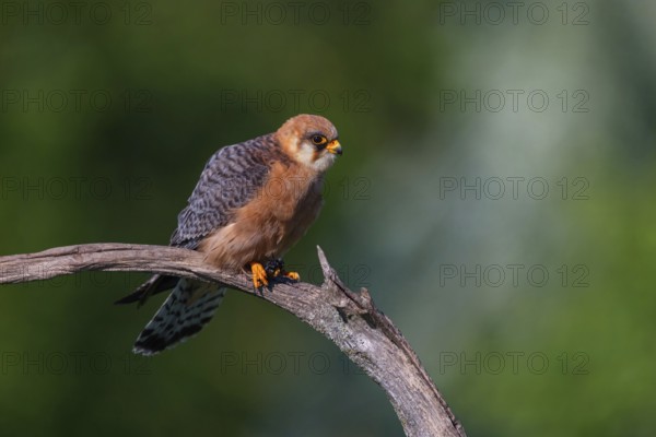 Red-footed Falcon, (Falco vespertinu), perching station, falcon family, Tower Hide, Tiszaalpár,