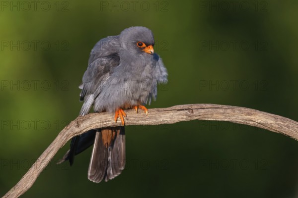 Red-footed Falcon, (Falco vespertinu), perching station, falcon family, Tower Hide, Tiszaalpár,
