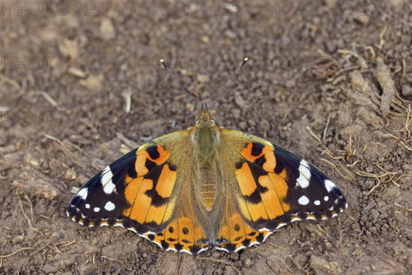 Thistle butterfly, (Vanessa cardui), Cynthia cardui, top view, Kaiserstuhl, Baden-Württemberg,