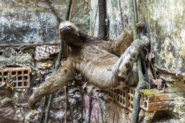Brown-throated sloth (Bradypus variegatus) between the Paricatuba Ruins, Paricatuba, Iranduba,