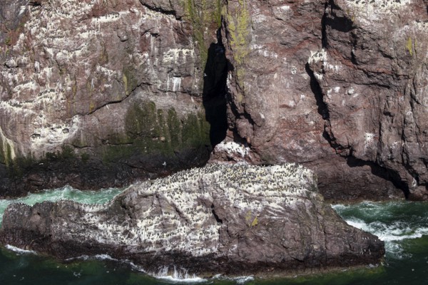 Guillemot (Uria aalge), large colony on a rock off the coast, St Abb's Head, Berwickshire,