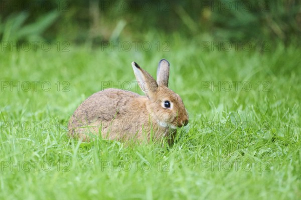 Domesticated rabbit (Oryctolagus cuniculus domesticus) on a meadow, Franconia, Bavaria, Germany,