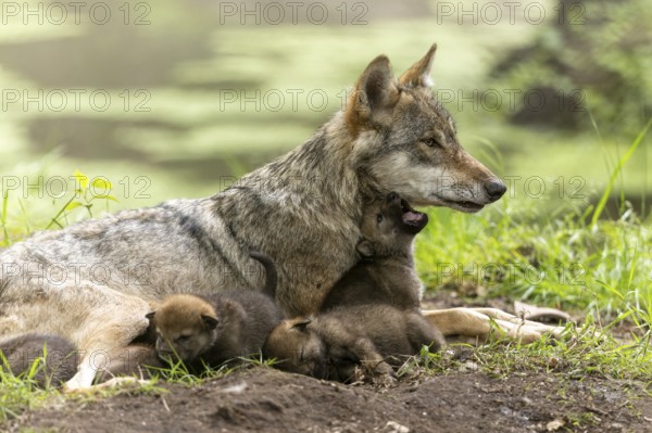 Wolf mother sitting in the grass with her pups, a pup cuddles up to her neck, European grey gray