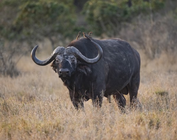 African buffalo (Syncerus caffer caffer) with red-billed oxpecker (Buphagus erythrorynchus), adult