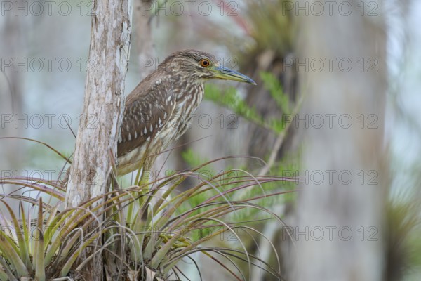 Night heron (Nycticorax nycticorax), young bird on Bromelia, spring, Everglades National Park,
