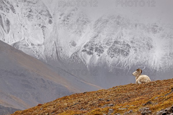 Dall sheep, Alaska snow sheep, Ovis dalli, lying in front of snow-covered mountains, Brooks Range,