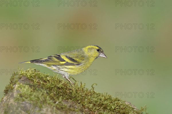 Eurasian siskin (Carduelis spinus), male sitting on a moss-covered stone, Wilnsdorf, North