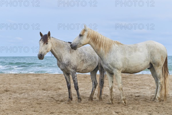 Two white Camargue horses standing on a sandy beach with a background of sea and sky, Camargue,