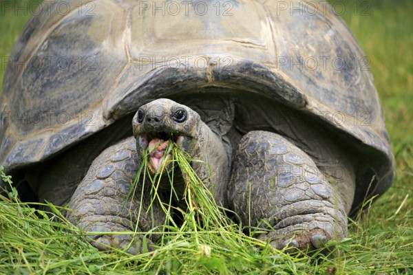Aldabra giant tortoise, Seychelles giant tortoise (Aldabrachelys gigantea), adult, feeding,