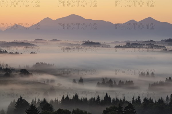 Morning fog over trees, mountains, near Bad Kohlgrub, Bavarian Alps behind, Bavaria, Germany,