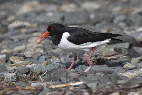 Oystercatcher (Haematopus ostralegus) calling on the riverbank, Lapland, Norway, Scandinavia,