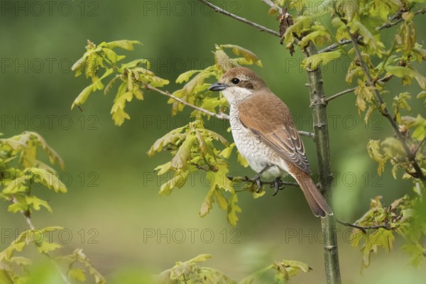 A Red-backed shrike (Lanius collurio), female animal, sitting on the twig of a young Oak tree with