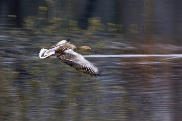 Greylag goose (Anser anser) In flight with slight motion blur against a blurred background, Hesse,