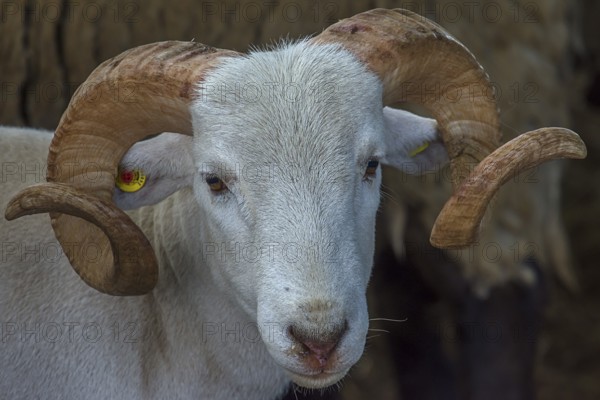 Portrait of a horned, white Moorschnucke (Ovis aries), shorn, Mecklenburg-Vorpommern, Germany,