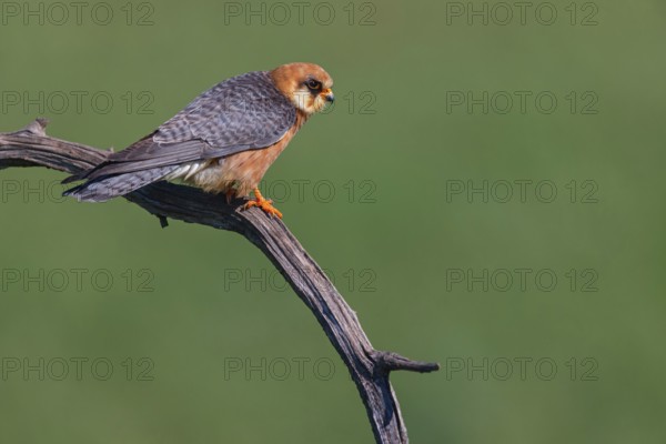 Red-footed Falcon, (Falco vespertinu), perching station, falcon family, Tower Hide, Tiszaalpár,