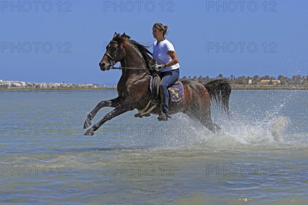 Riding holiday, Djerba, Tunisia, swimming with horses, riding, sea, Africa