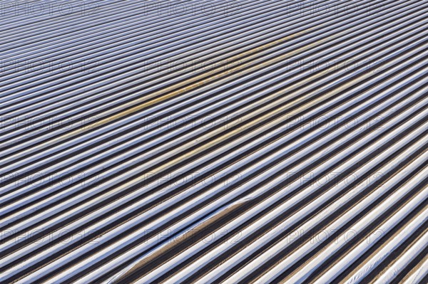 Asparagus fields near village Bröckel, rows covered with plastic foil, Lower Saxony, Germany,